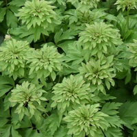 Anemone nemorosa 'Virescens' Photo: J. Amand